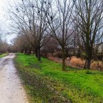 Arboles 🌳en enero